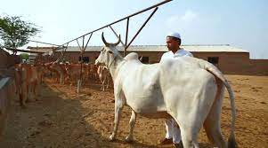 Telangana to have the first of its kind Muslim community maintained Gau shala!